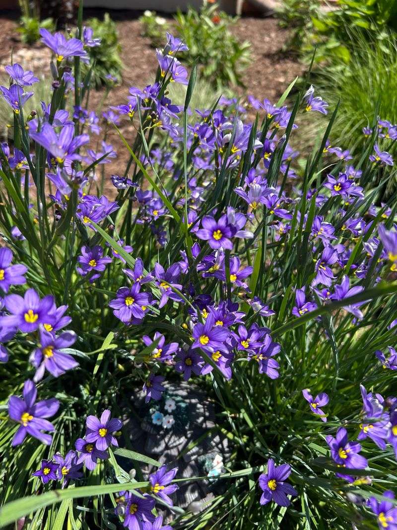 Blue-Eyed Grass Blue-Eyed Grass