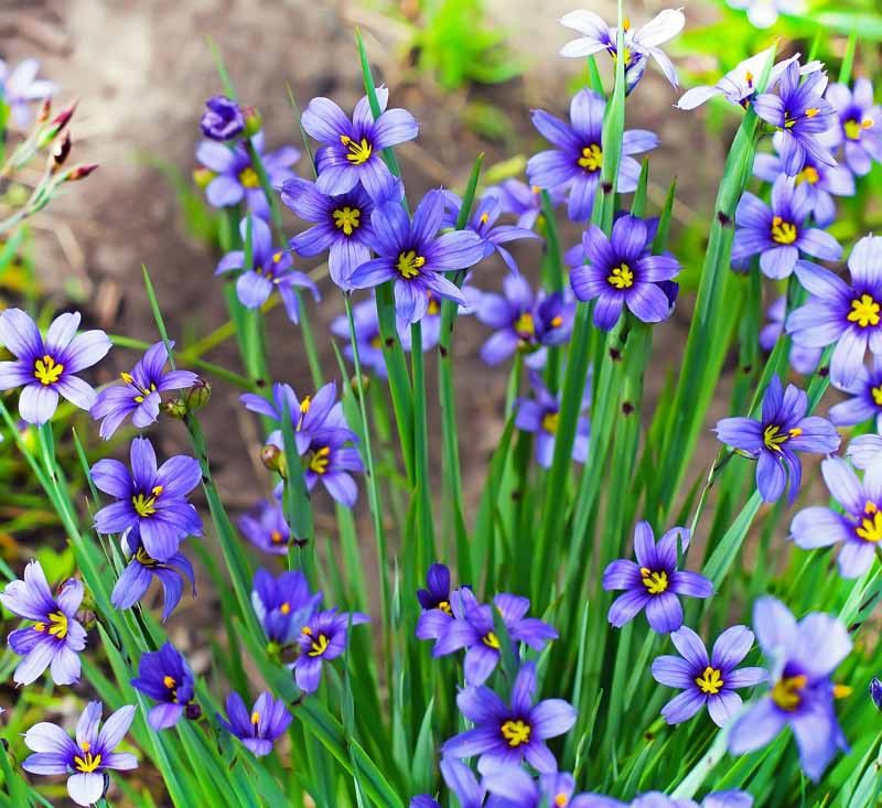 Blue-Eyed Grass Adds Low Wildlife Value Blue-Eyed Grass Adds Low Wildlife Value