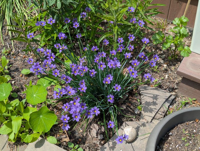 Blue-Eyed Grass Adds Purple Blooms To Native Edges Blue-Eyed Grass Adds Purple Blooms To Native Edges