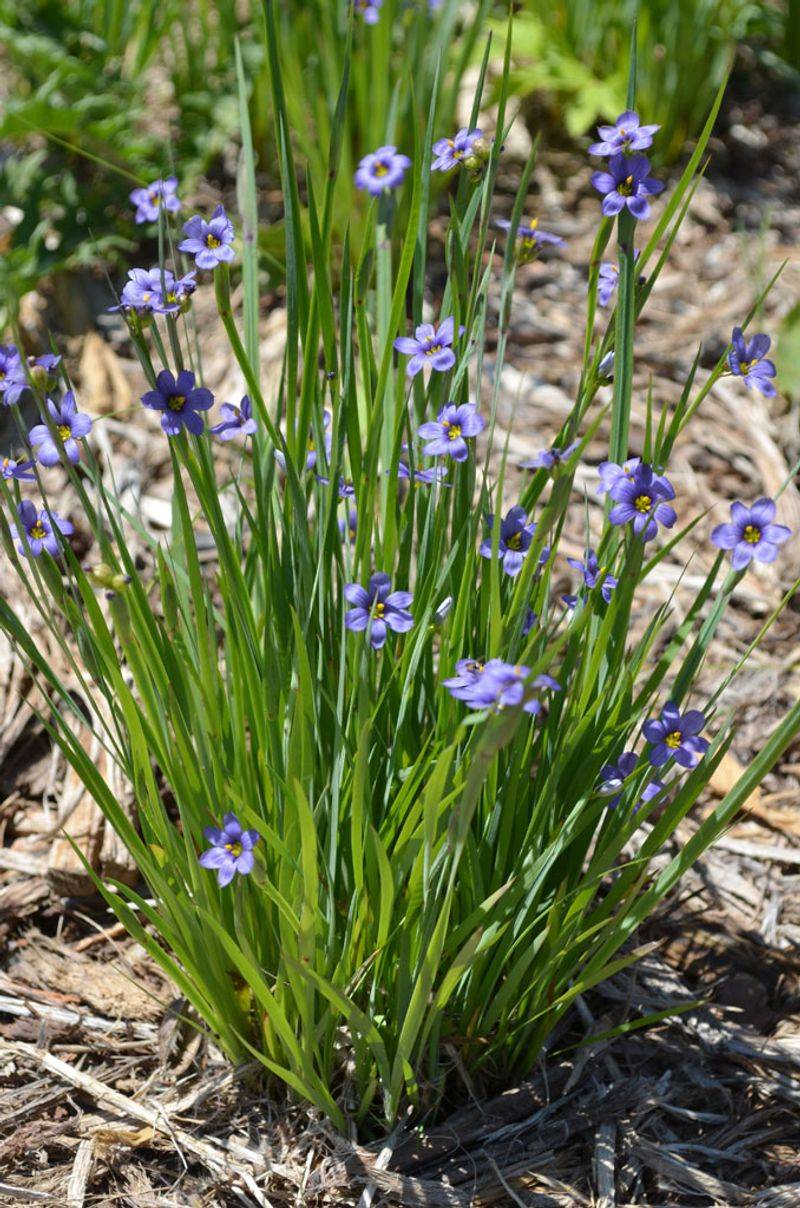 Blue-Eyed Grass Handles Dry-To-Moist Beds Blue-Eyed Grass Handles Dry-To-Moist Beds