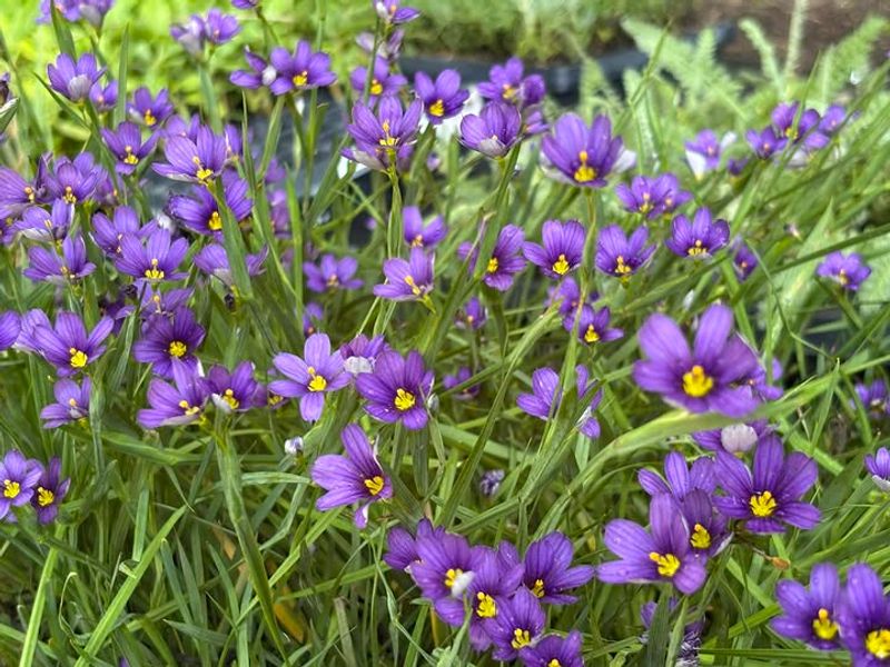Blue-Eyed Grass Keeps Borders Low And Open Blue-Eyed Grass Keeps Borders Low And Open