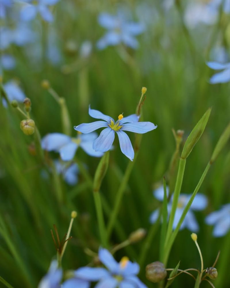Blue-Eyed Grass Softens Edges With Native Blooms