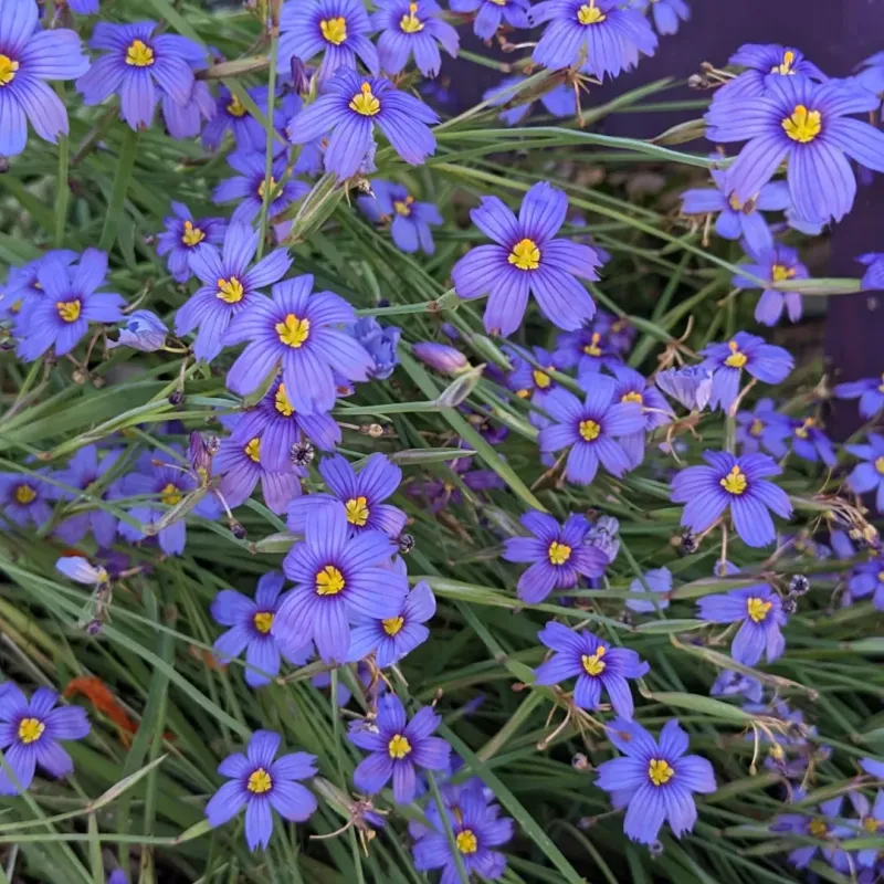 Blue-Eyed Grass Weaves Color Into Living Mulch Blue-Eyed Grass Weaves Color Into Living Mulch