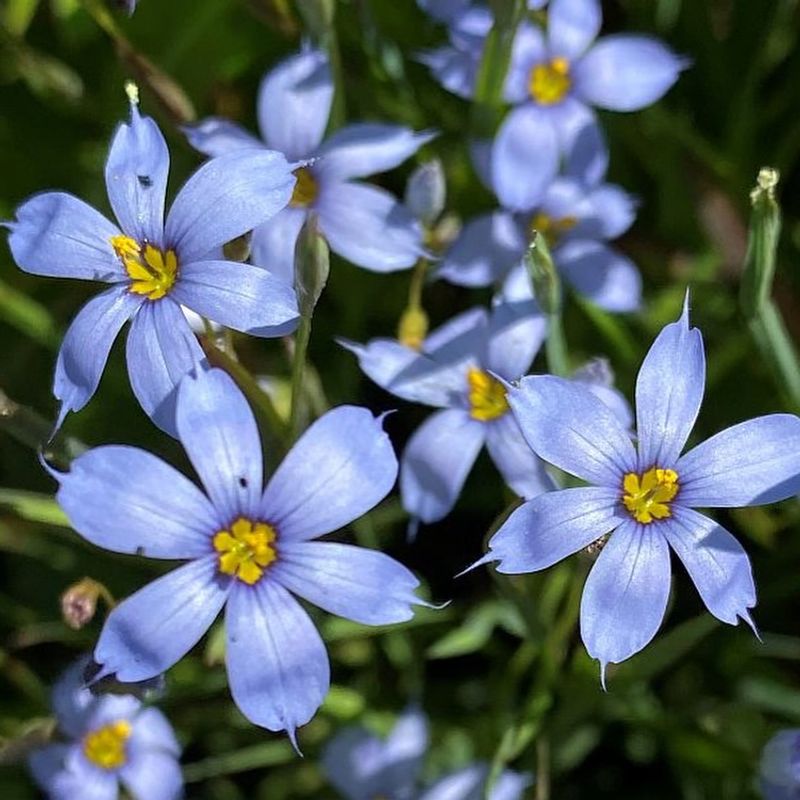 Blue-Eyed Grass Blue-Eyed Grass