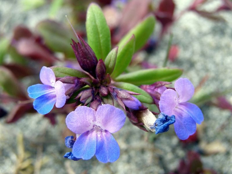 Blue-Eyed Mary Brings Low Spring Color To Bare Garden Soil