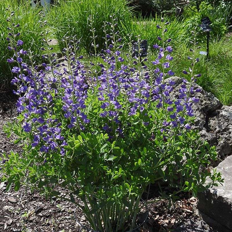 Blue False Indigo Returns With Strong Structure