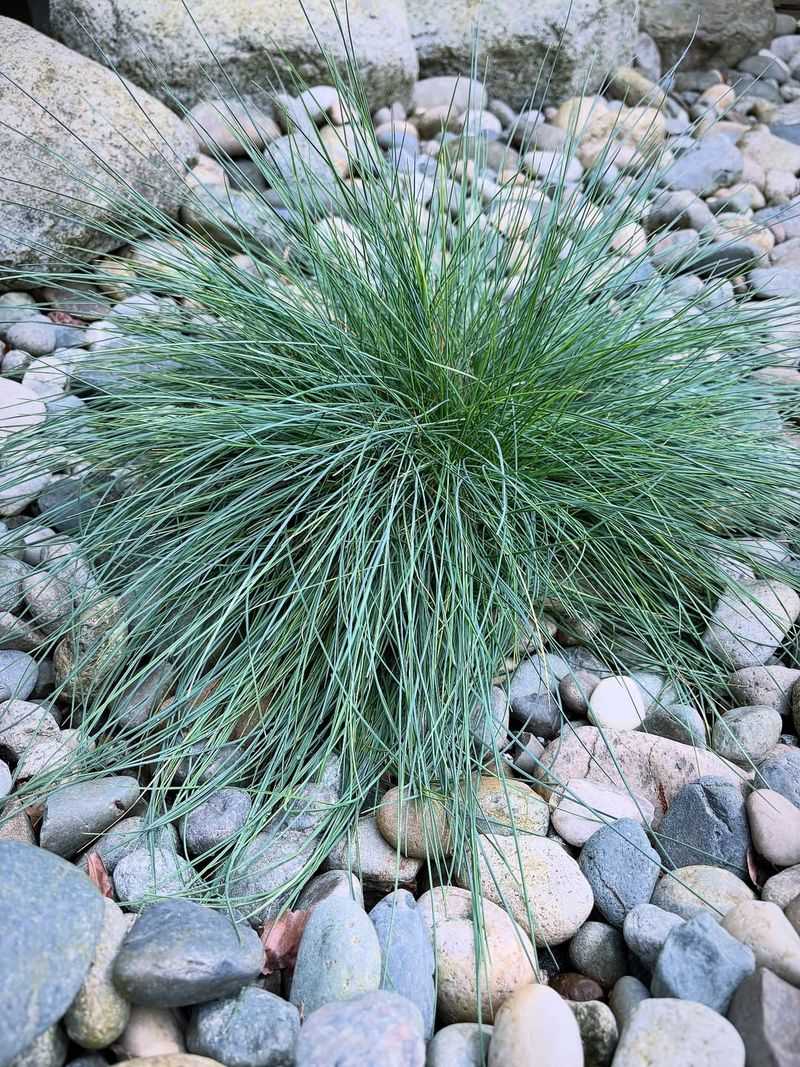 Blue Fescue Adds Tidy Grass-Like Texture