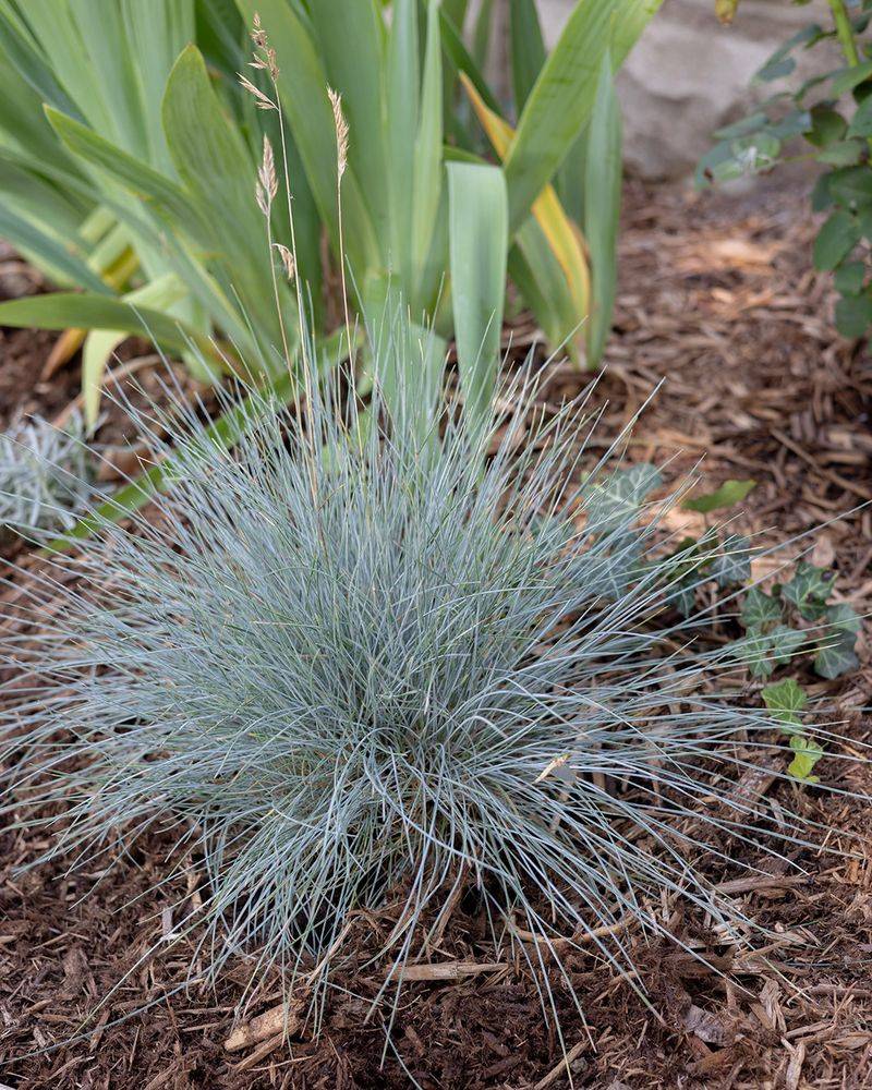 Blue Fescue Brings Cool Blue Color Blue Fescue Brings Cool Blue Color