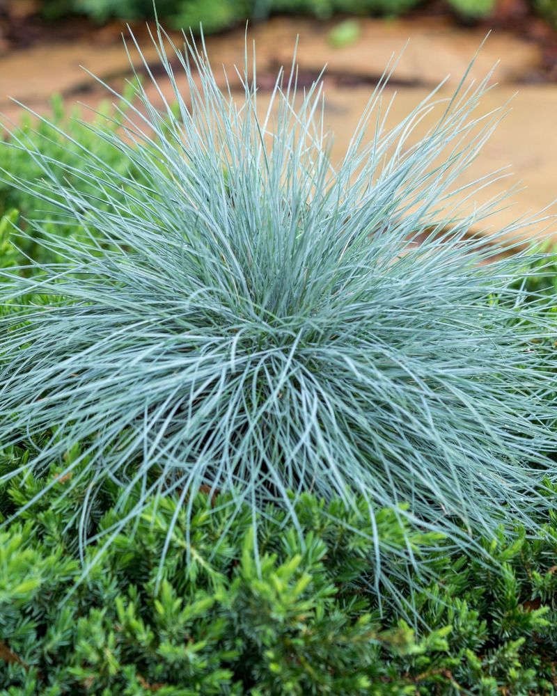 Blue Fescue Makes Dry Edges Look Intentional