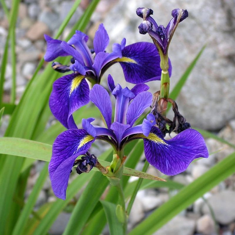 Blue Flag Iris Blue Flag Iris