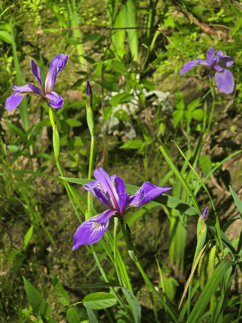 Blue Flag Iris Brightens Wet Spots Blue Flag Iris Brightens Wet Spots