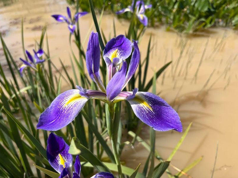 Blue Flag Iris Brings Spring Color To Poorly Drained Areas