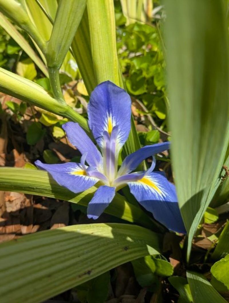 Blue Flag Iris Handles Wet Soil
