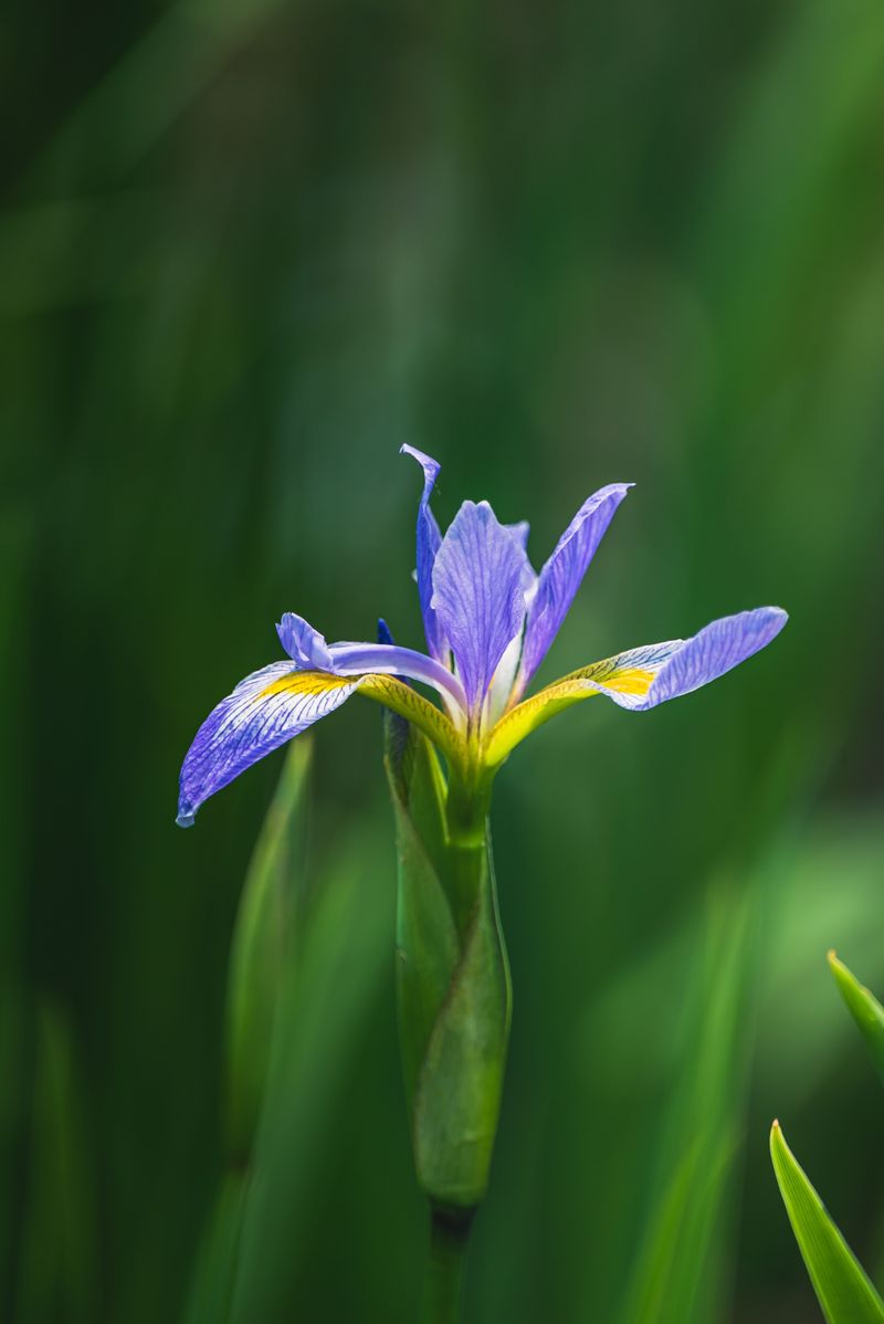 Blue Flag Iris (Iris Virginica) Blue Flag Iris (Iris Virginica)