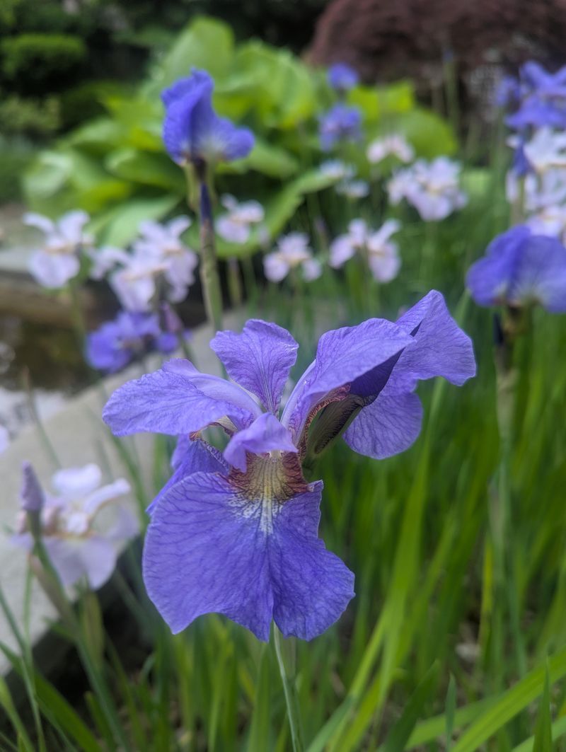 Blue Flag Iris