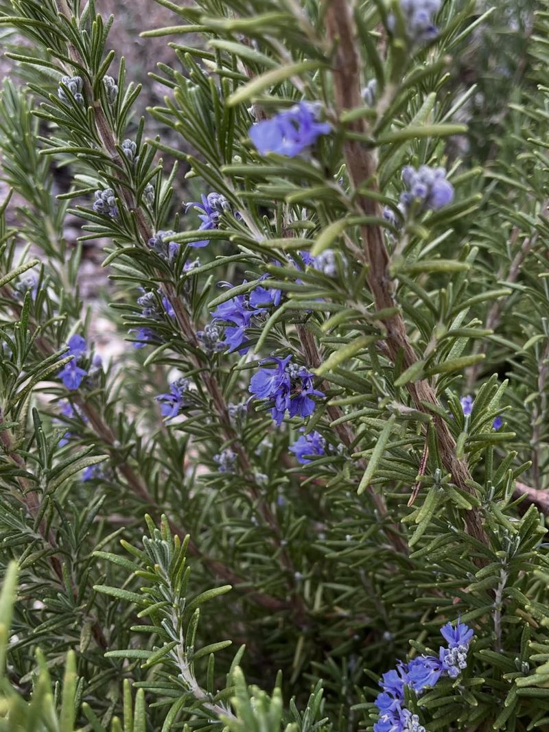 Blue Flowers Add Garden Value