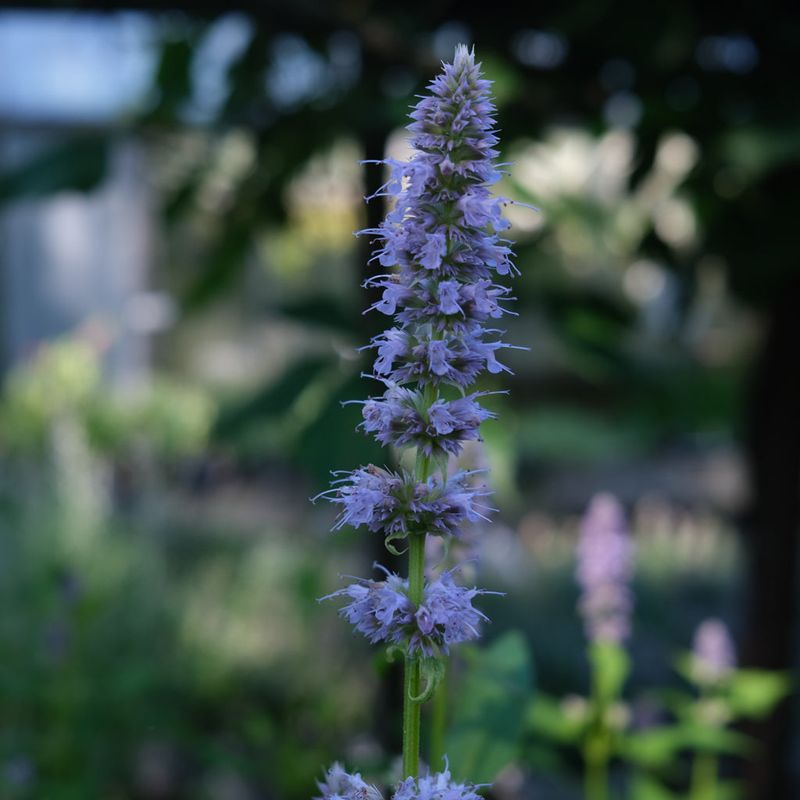 Blue Flowers Work Best When They Are Nectar Rich
