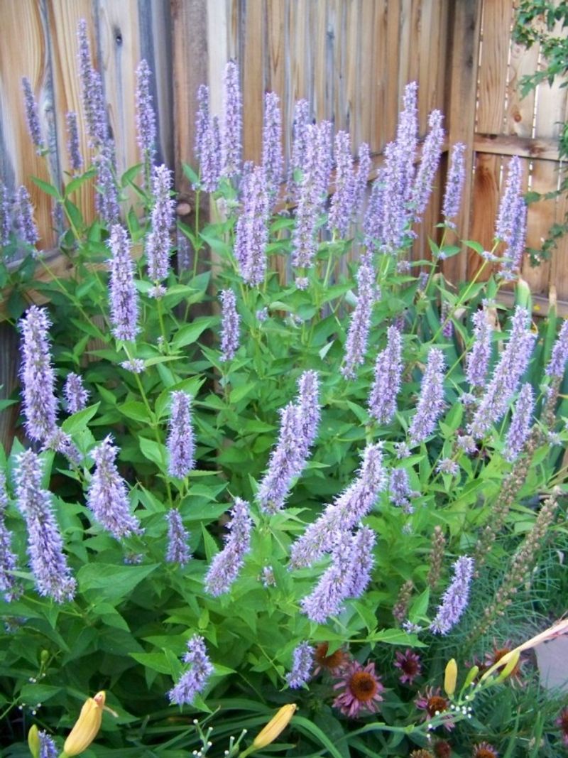Blue Fortune Anise Hyssop