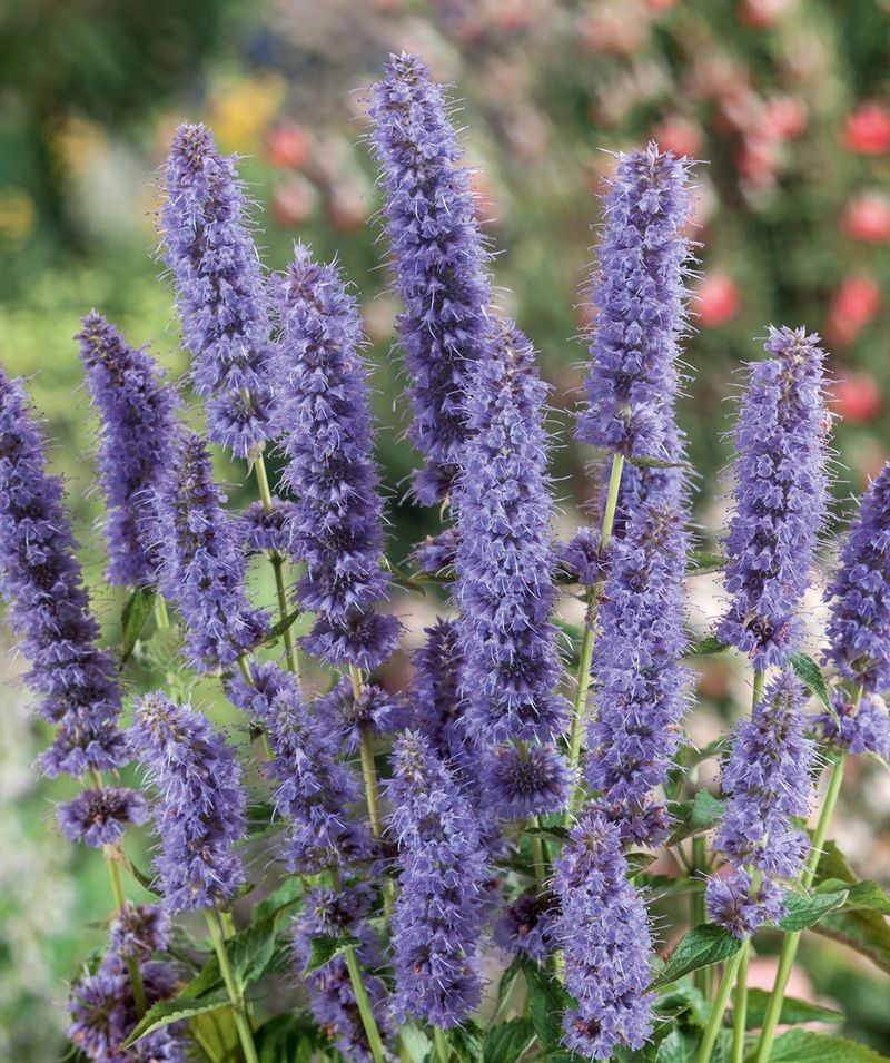Blue Fortune Anise Hyssop