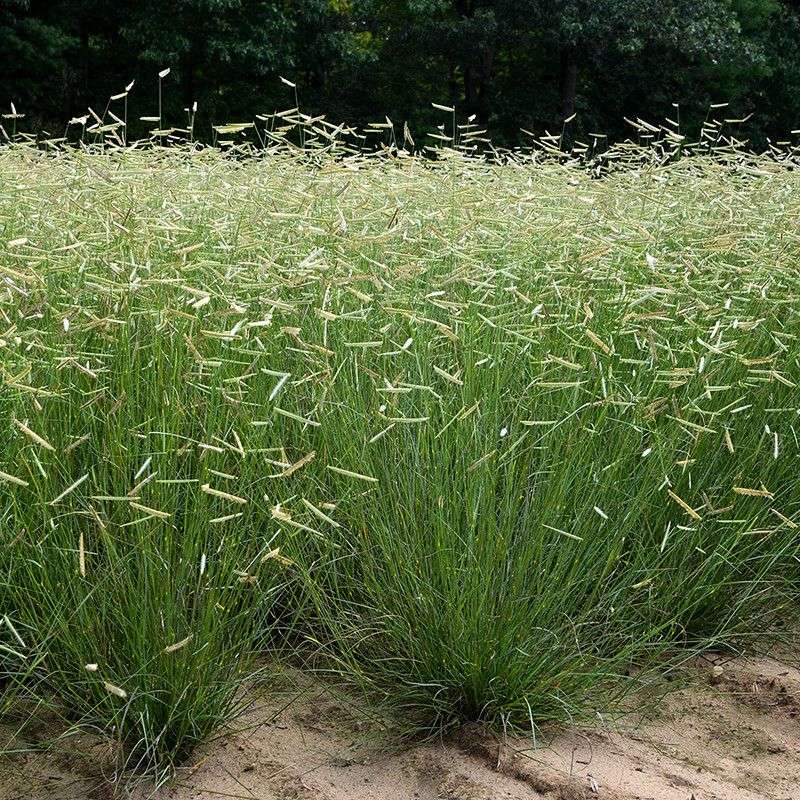 Blue Grama Creates A Short Meadow-Style Planting