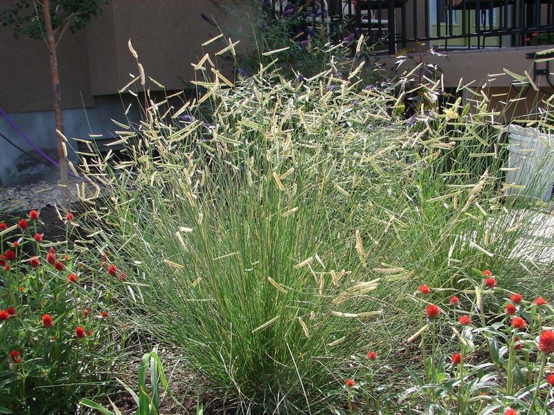 Blue Grama Forms Dense Clumps That Shade Out Emerging Seeds