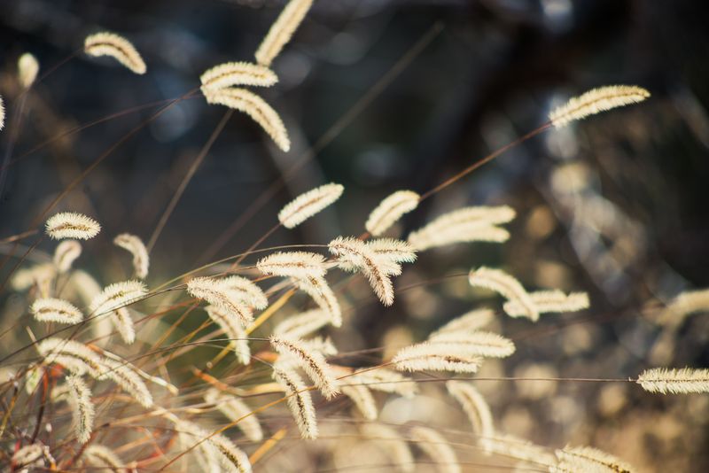 Blue Grama Grass (Bouteloua Gracilis)