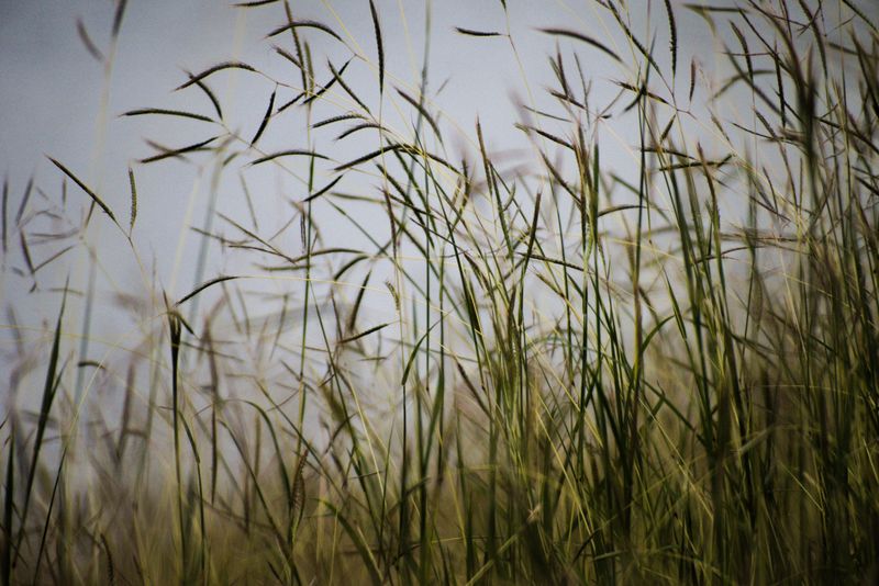 Blue Grama Grass (Bouteloua Gracilis)