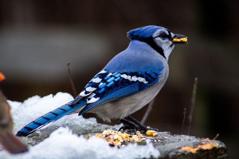 Blue Jay Behavior And Personality Traits Blue Jay Behavior And Personality Traits