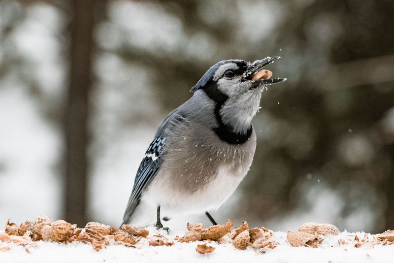 Blue Jay Diet And How To Attract Them To Your Yard Blue Jay Diet And How To Attract Them To Your Yard
