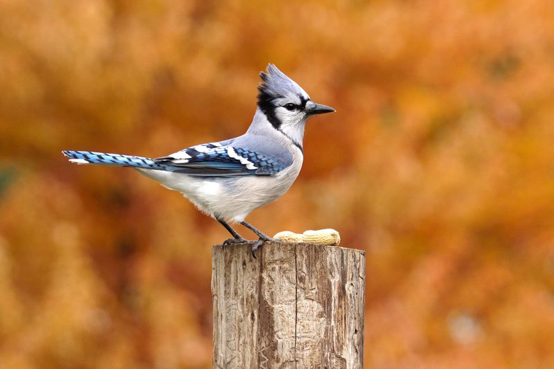Blue Jays Usually Mean Your Yard Has Food Worth Checking