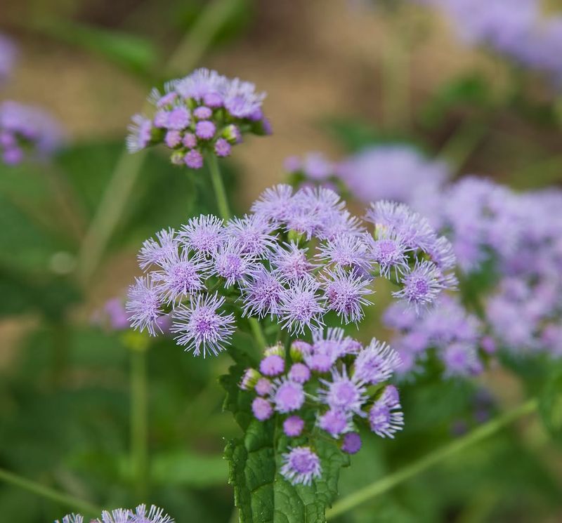 Blue Mistflower Blue Mistflower