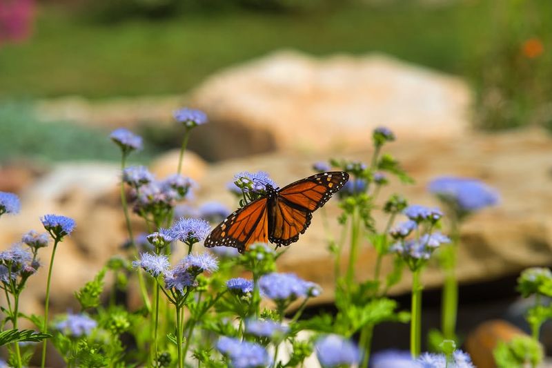 Blue Mistflower Adds Soft Color For Late Season Visitors