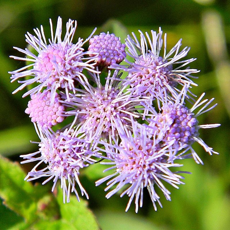 Blue Mistflower Creates A Cloudy Hydrangea Feel