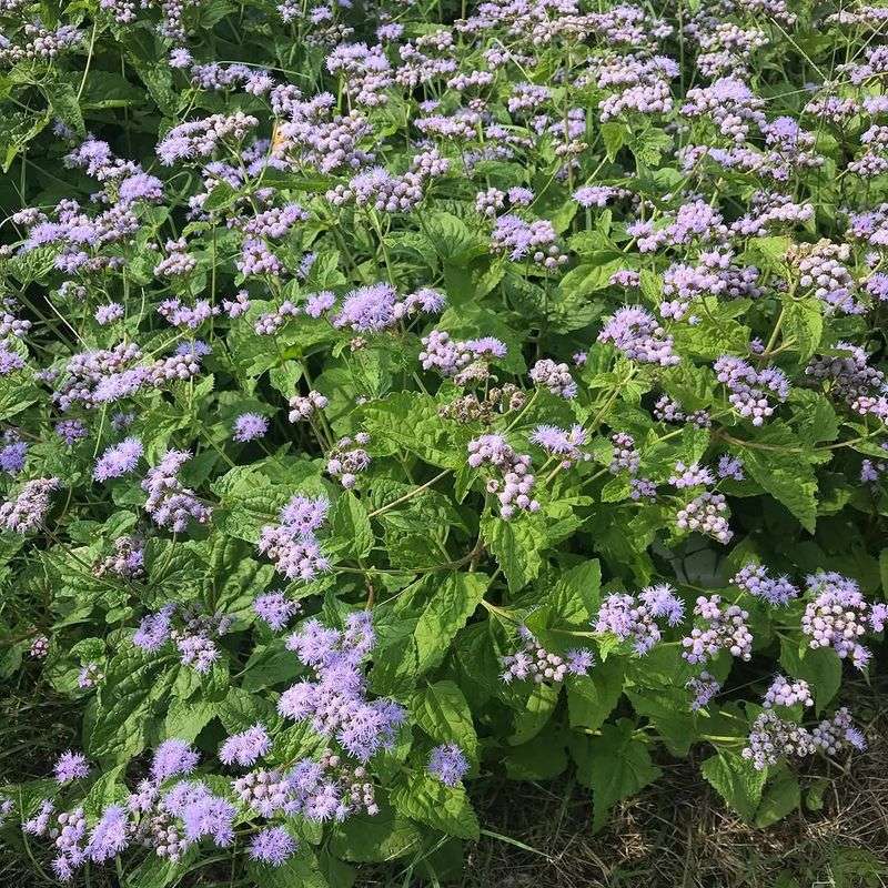 Blue Mistflower Creates Dense Patches Over Time