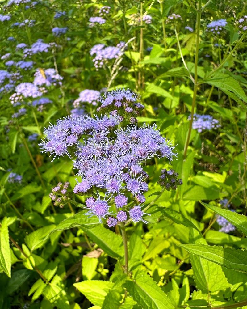 Blue Mistflower Extends Color Into Fall Blue Mistflower Extends Color Into Fall