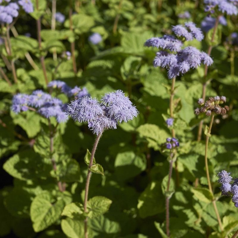 Blue Mistflower Fills In With Fresh Growth