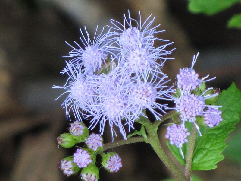 Blue Mistflower Gets Ready For A Cooler Late-Season Show Blue Mistflower Gets Ready For A Cooler Late-Season Show