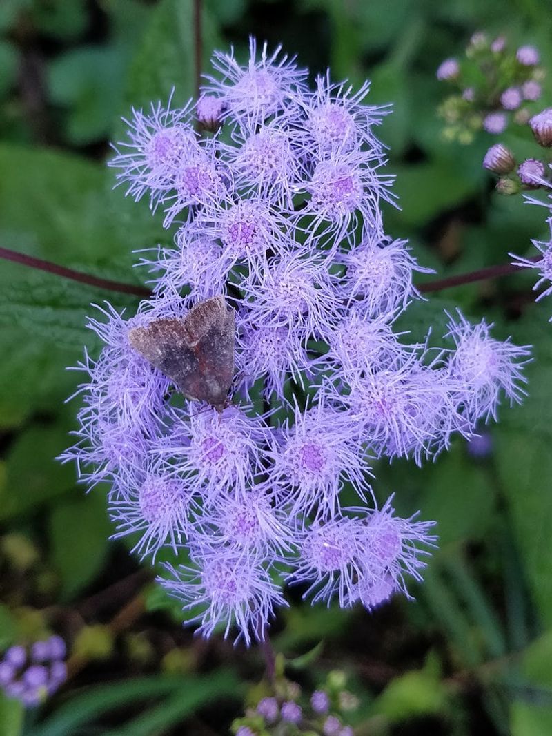 Blue Mistflower Softens Moist Corners For A Larger Food Web
