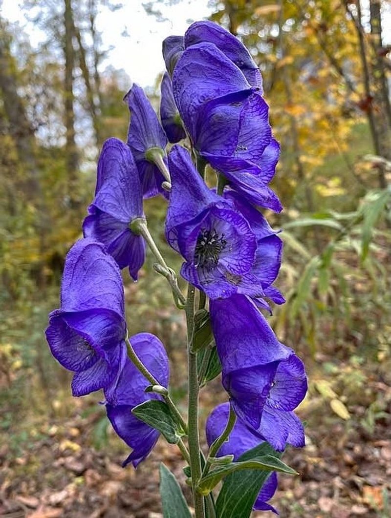 Blue Monkshood 
