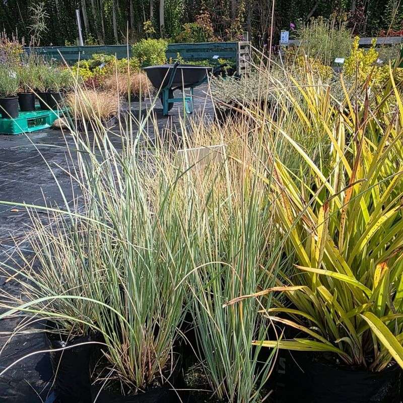 Blue Oat Grass Cools Down Hot Borders