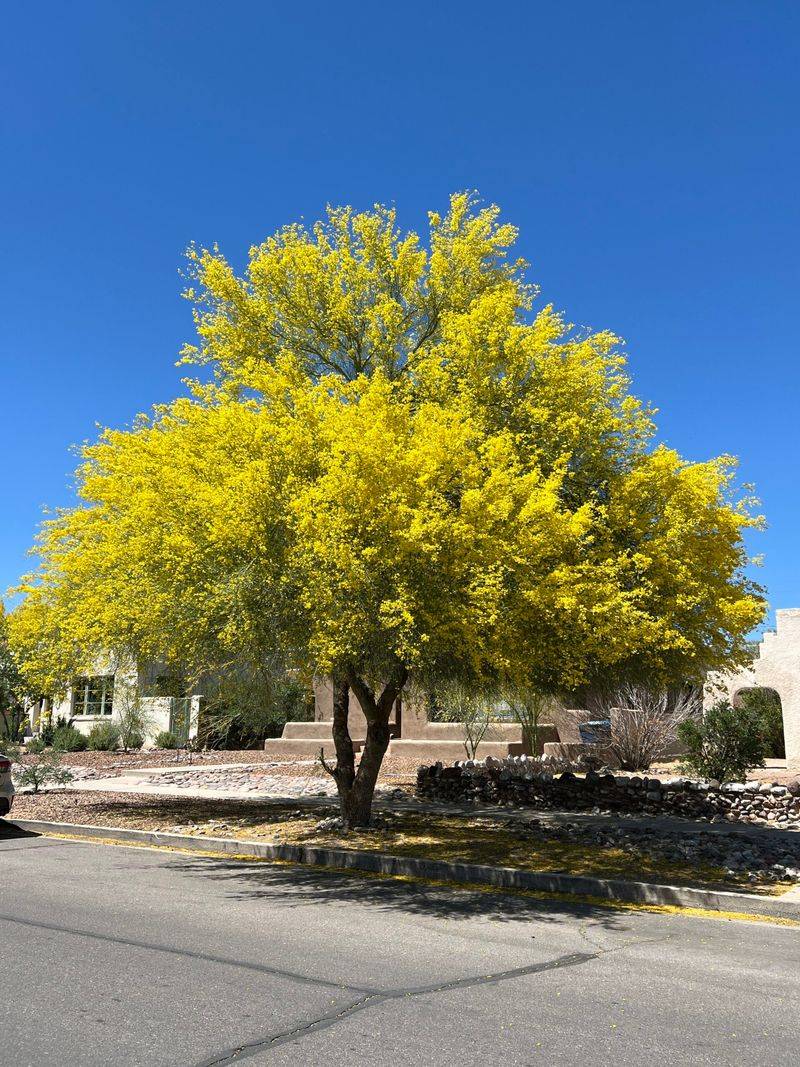 Blue Palo Verde Brings Spring Color Without The Sissoo Problems