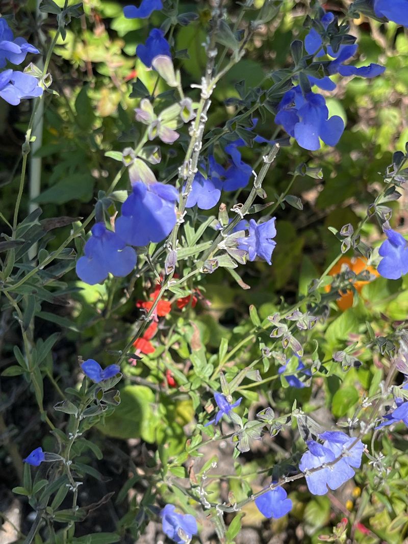 Blue Porterweed Draws Pollinators