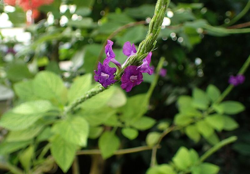Blue Porterweed Extends Bloom Time Through The Warm Season