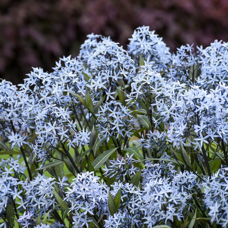 Blue Star Brings Soft Blooms And Easy Beauty