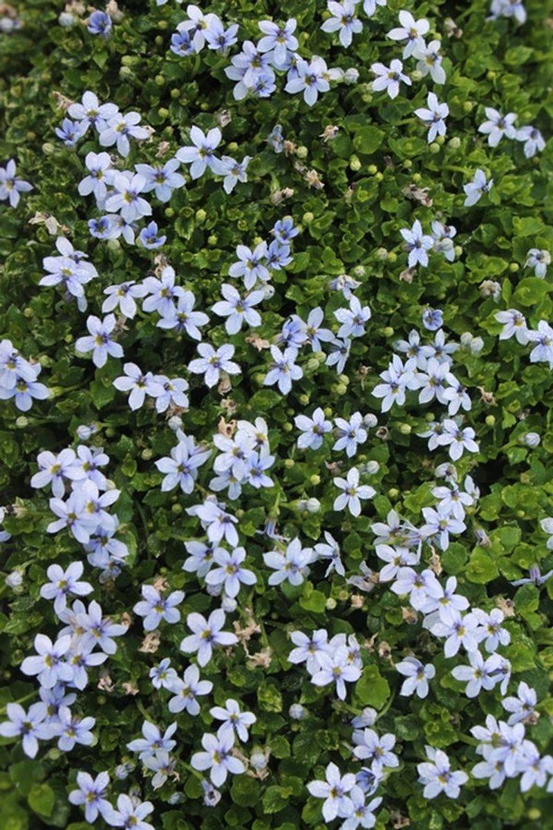 Blue Star Creeper Blue Star Creeper