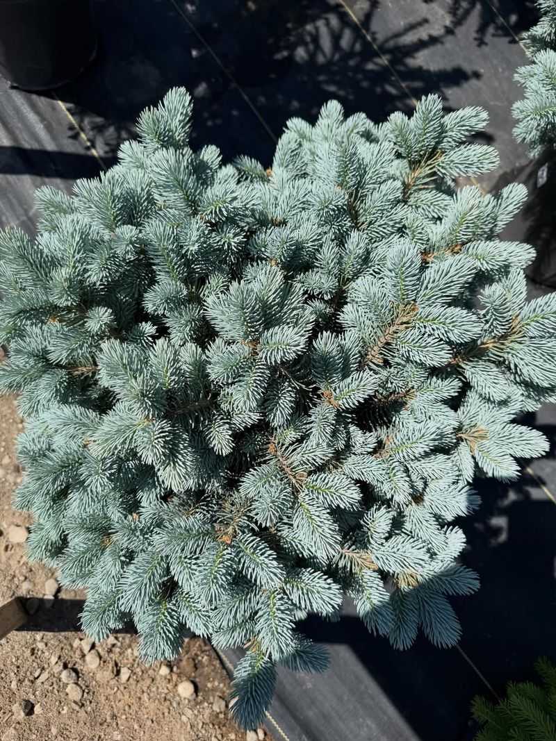 Blue Star Juniper Blue Star Juniper