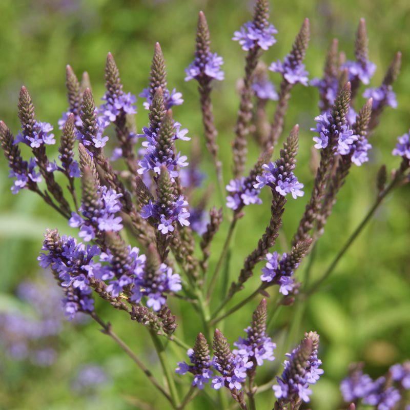 Blue Vervain Blue Vervain