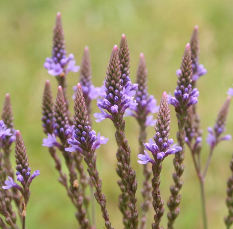 Blue Vervain 