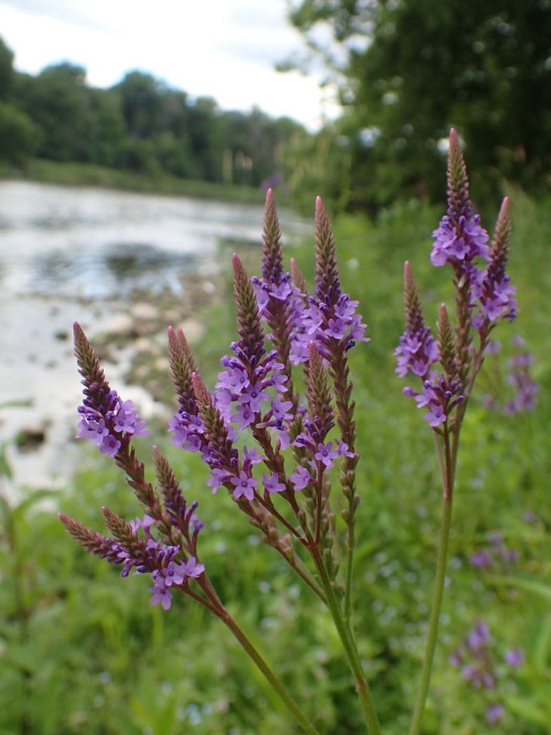 Blue Vervain Supports Moist Native Plantings