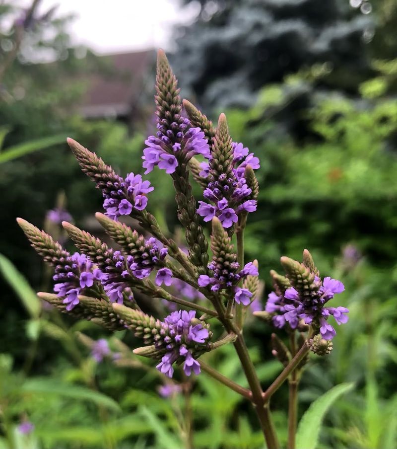 Blue Vervain Blue Vervain
